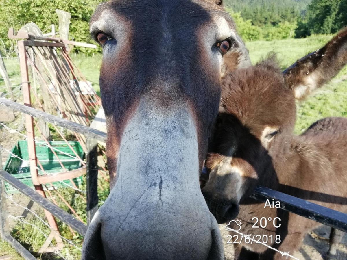 Agroturismo Pagoederraga オリオ エクステリア 写真